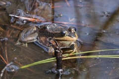 Lithobates virgatipes