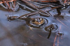 Lithobates virgatipes
