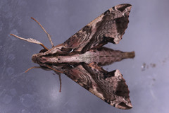 Eupanacra