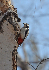 Dendrocopos major