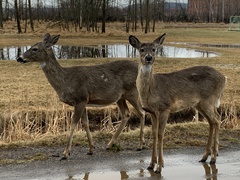 Odocoileus virginianus