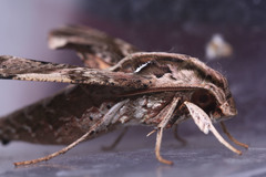 Eupanacra