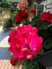 Pelargonium × hybridum