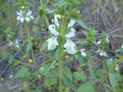 Stachys spinulosa