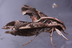Eupanacra