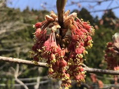 Acer diabolicum (Acer diabolicum)