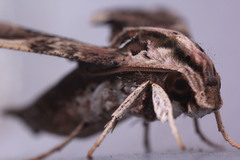 Eupanacra