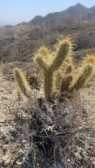 Cylindropuntia ganderi