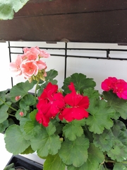 Pelargonium × hybridum