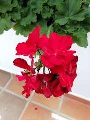 Pelargonium × hybridum