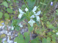 Stachys spinulosa
