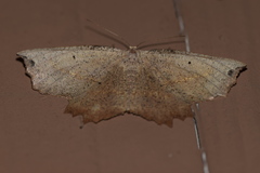 Euchlaena obtusaria
