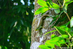 Dasia olivacea