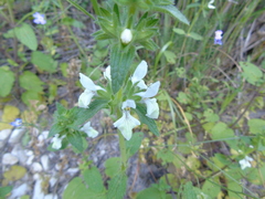 Stachys spinulosa