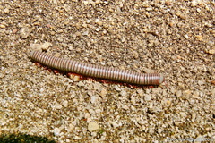Litostrophus segregatus