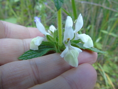 Stachys spinulosa