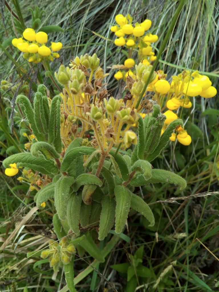 Calceolaria crenata