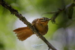 Philydor atricapillus