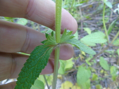 Stachys spinulosa