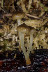Mycena lucentipes