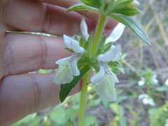 Stachys spinulosa