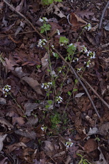Arabidopsis halleri