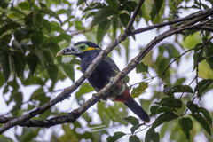 Selenidera maculirostris