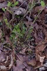 Arabidopsis halleri