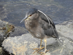 Nycticorax nycticorax