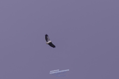 Pseudastur polionotus