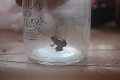 Pseudopaludicola falcipes