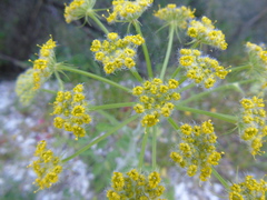 Leiotulus aureus
