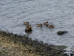 Lophonetta specularioides