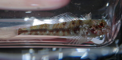 Helcogramma obtusirostris