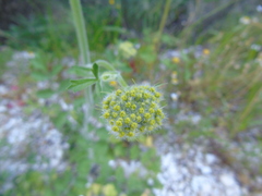 Leiotulus aureus