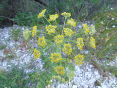 Leiotulus aureus