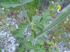 Leiotulus aureus