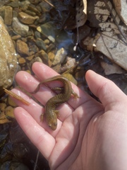 Desmognathus kanawha