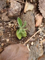 Lupinus pilosus
