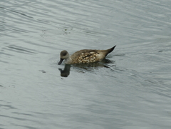Lophonetta specularioides