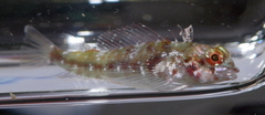 Helcogramma obtusirostris