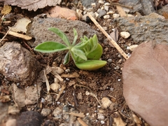 Lupinus pilosus