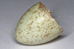 Turdus merula
