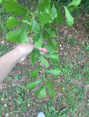 Quercus nigra