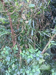 Flagellaria indica