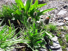 Hieracium valdepilosum