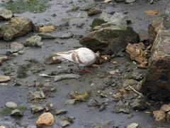 Columba livia domestica