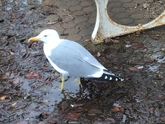 Larus michahellis
