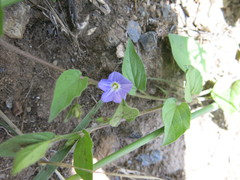 Convolvulus siculus