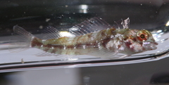 Helcogramma obtusirostris